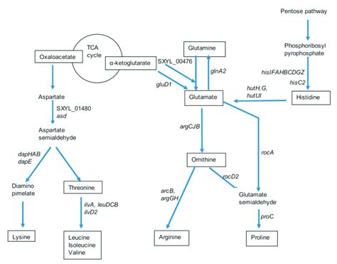 Summary of synthesis pathways for amino acids of the glutamate and... | Download Scientific Diagram