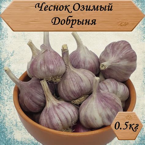 Чеснок RusAgro62 чеснокосень - купить по выгодным ценам в интернет ...