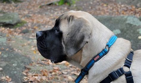 Mastiff Welpen Preis Erziehung Aussehen Video