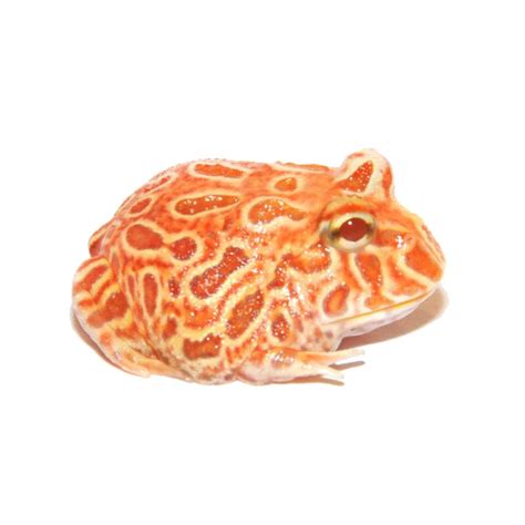 Пакман "Апельсин" ⌀3cm малыш (Ceratophrys cranwelli) - Лягушки ...