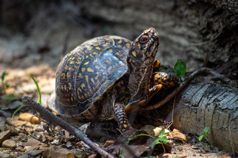 A Box Turtle Returns Home — Biophilic Cities