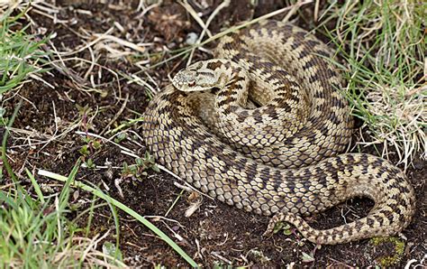 genusvipera: Vipera berus