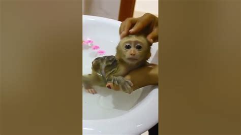 Mommy Bathes Baby Monkey Youtube