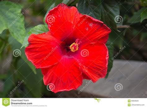 Red Hibiscus Flower On A Green Tree Stock Image Image Of Floral