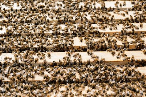 Imker Bei Der Arbeit In Der Freien Natur Mit Honigwaben Und Bienen