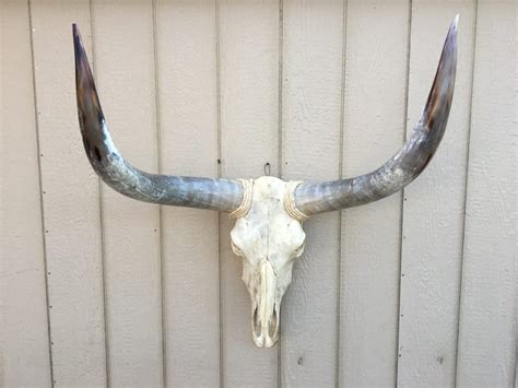 Texas Longhorn Skulls #252 – Texas Mounted Longhorns