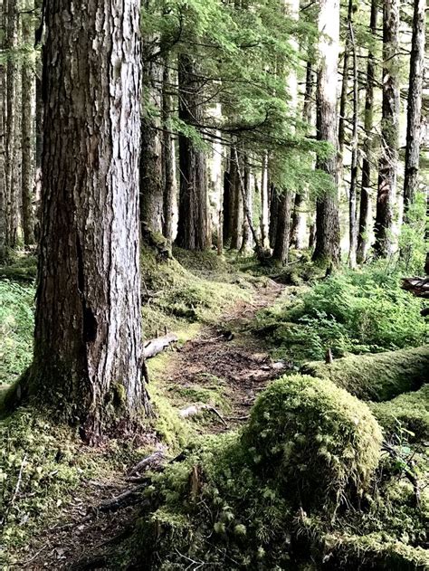 Hiking in glacier bay national park #glacierbaynationalpark #alaska # ...