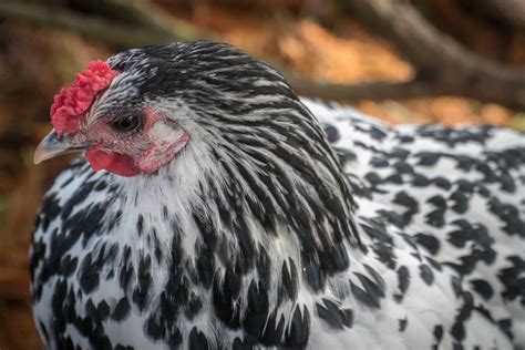 hamburg chicken pictures az animals