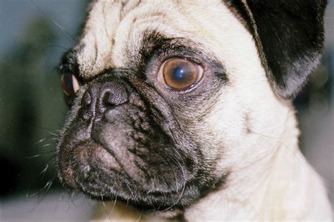 Pug Jenny Kaczorowski Flickr