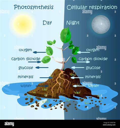 Diagram Of Plant Photosynthesis Photosynthesis Explanation Science