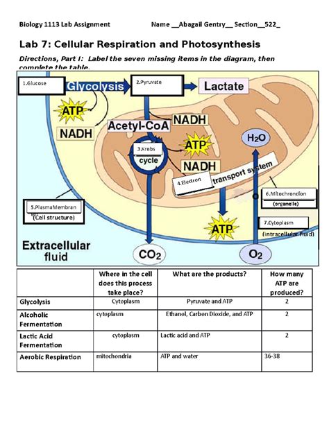 Biol Cell Respiration Photosynthesis Assignment Biology Lab