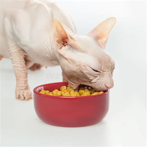 Hungry Hairless Cat Don Sphynx Breed With Pink Naked Skin Stock Image