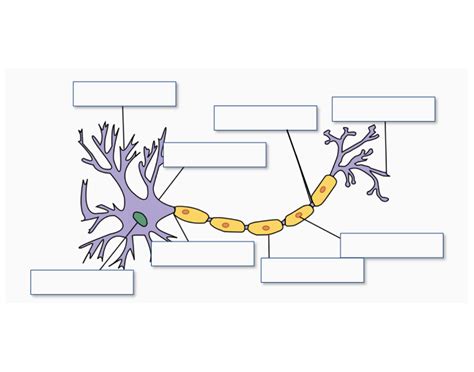 Structure of a neuron labelling Quiz