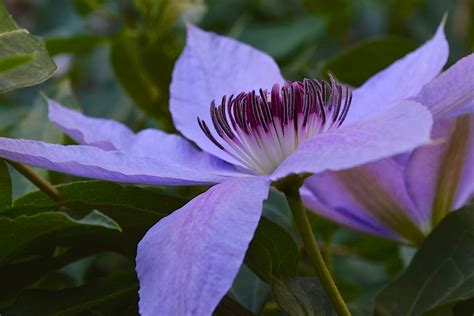 Blue Violet Charm Blue Ravine Clematis C Mcgraw Flickr