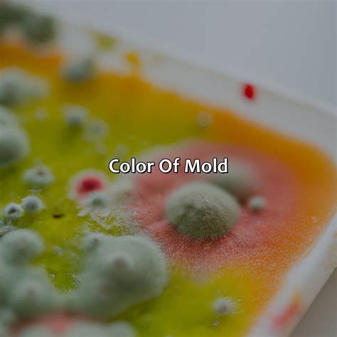 What Color Is Mold - colorscombo.com