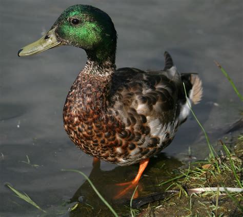 Molting Mallard Now Flightless For A While Bonnie Shulman Flickr