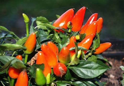 Перец на подоконнике: Выращивание перцев в домашних условиях | Огородники