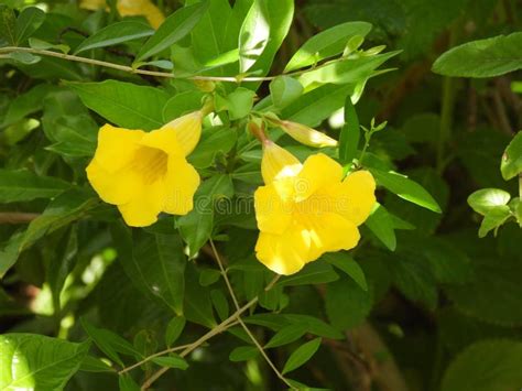 Bush Allamanda Allamanda Schottii Stock Photo Image Of Yellow Bush