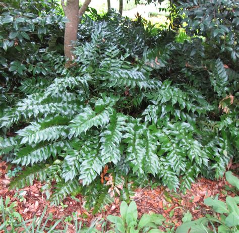 Preservationists are fighting to save the historic Elizabethan Gardens 31