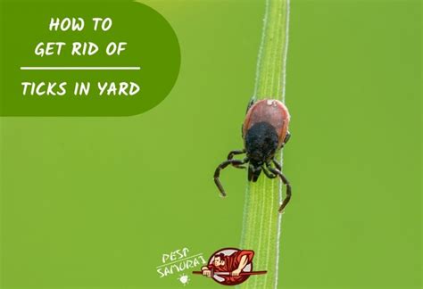 How To Get Rid Of Ticks In Yard A Complete Guide Pest Samurai