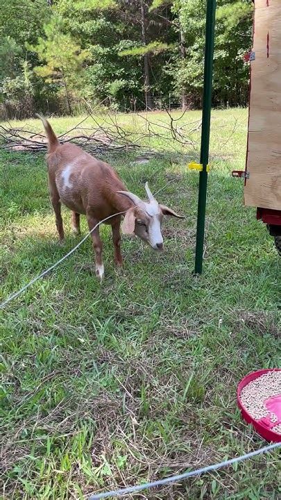 Goat Vs Electric Fence Will She Jump Youtube