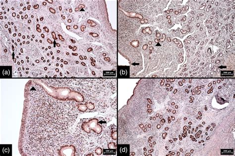 Immunohistochemical Expression Of Oestrogen Receptors In Bovine