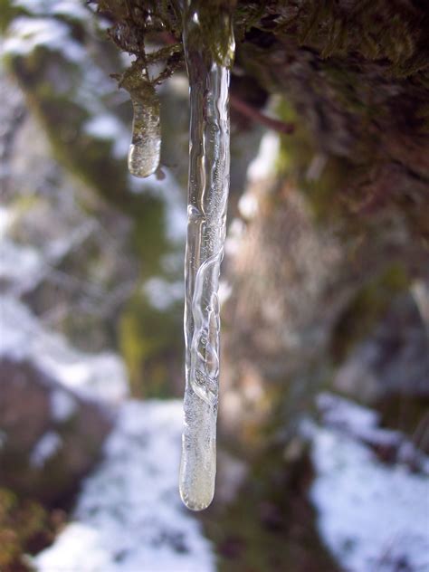 Kostenlose Foto Baum Wasser Natur Wald Ast Schnee Winter Blatt