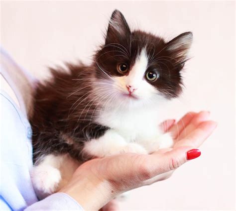 Кот Лучик ^ᴥ^ из приюта в добрые руки — 3 года, короткошерстный