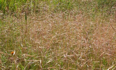 Invasive Grasses: Ventenata