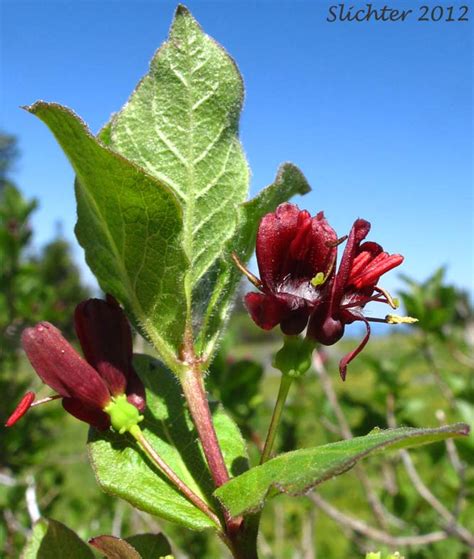 Purple Honeysuckle Flower