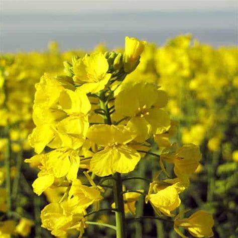 Brassica napus (Rape) - position, watering, fertilization, pruning