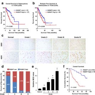 Mtt Cytotoxic Assay Of Nih T Cell At And H Incubation