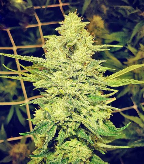 Buy Royal Gorilla Feminized Seeds By Royal Queen Seeds Herbies Seeds