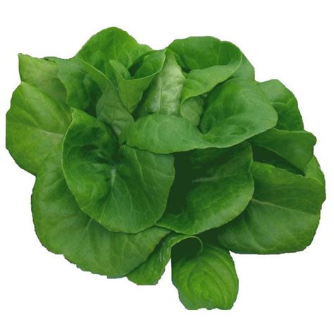 Save on Butter Hydroponic Lettuce Order Online Delivery | Stop & Shop