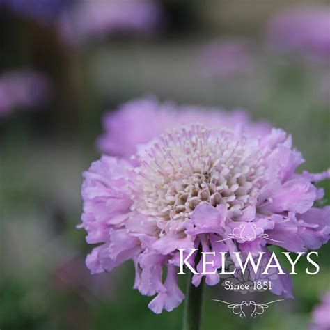 Scabiosa Pink Mist Kelways Plants Ltd