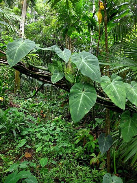 Tropical Rainforest Biome Plants