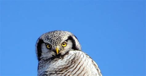 Ястребиная сова | Пикабу