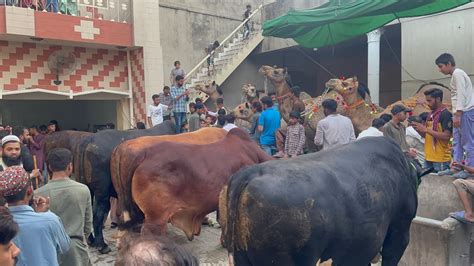 Giants Bulls And Camels Of Haji Malik Shoukat In Gujranwala City