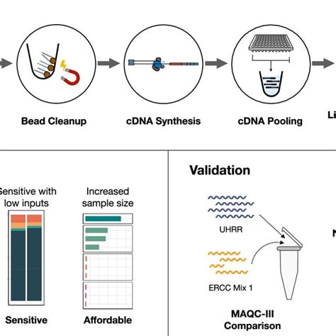 Graphical Overview Of Prime Seq Highlighting Its Robustness