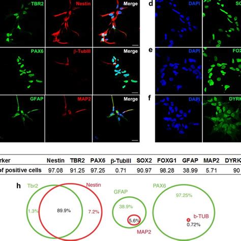 Characterization Of Neural Progenitor Cells Derived From Human Download Scientific Diagram