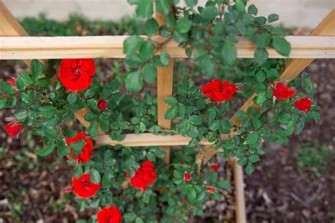 How to Grow Climbing Roses on a Trellis - A-Z Animals