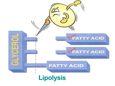 Solution Beta Oxidation Of Fatty Acids Lecture Studypool