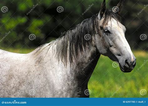 White Arabian Horse Royalty Free Stock Photo - Image: 6297785