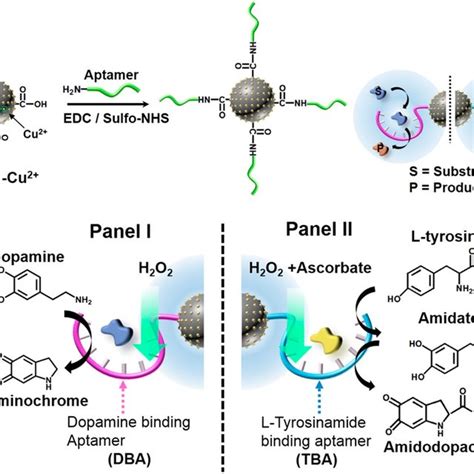 A Schematic Synthesis Of Aptamer Modified Cu Ionfunctionalized