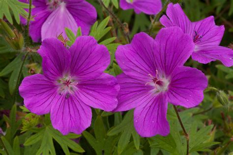 Geranium Sanguineum New Hampshire Purple Bloody Cranesbill New