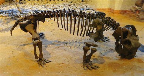 Discovery Of Lystrosaurus And A Scientific Revolution Paleontology World