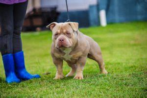 American Bully Pocket Caracter Sticas E Cuidados