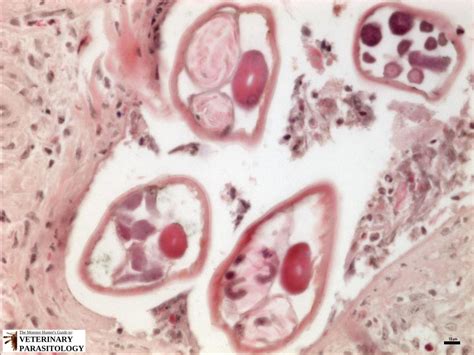 Stephanofilaria Sp Roundworms Monster Hunters Guide To Veterinary Parasitology