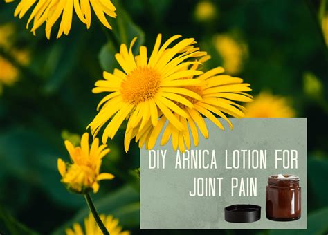 How To Use Arnica Safely Arnica Lotion Recipe Berkeley Herbal Center