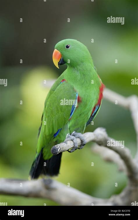 Male Eclectus Parrot Eclectus Roratus Singapore Asia Stock Photo